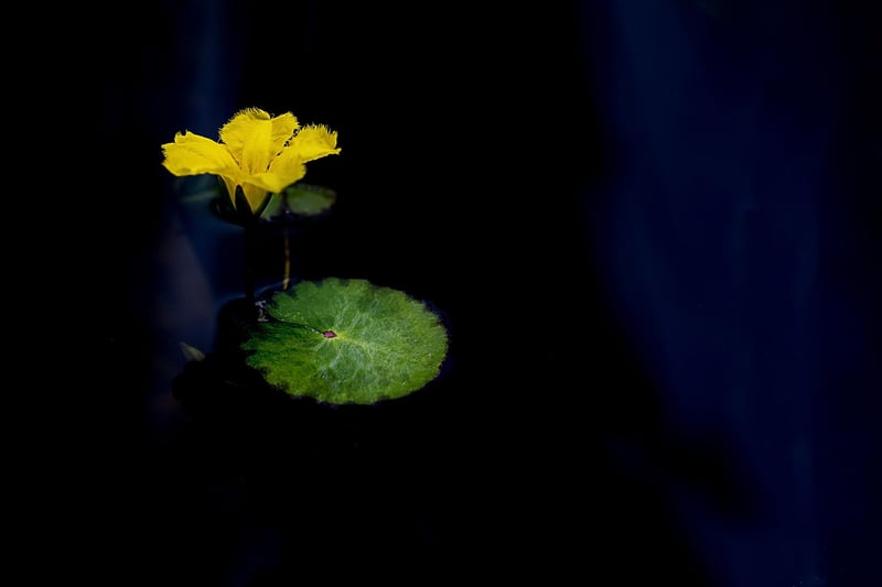 Enchanted Lotus