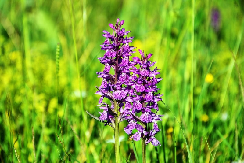 Moonlight Orchid