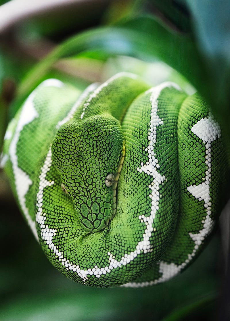Mythical Snake
