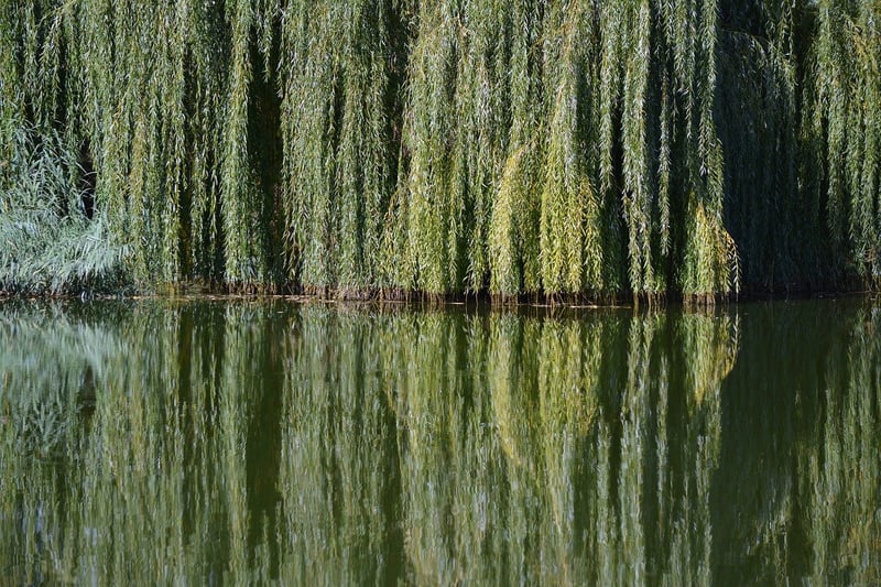 Mystic Willow