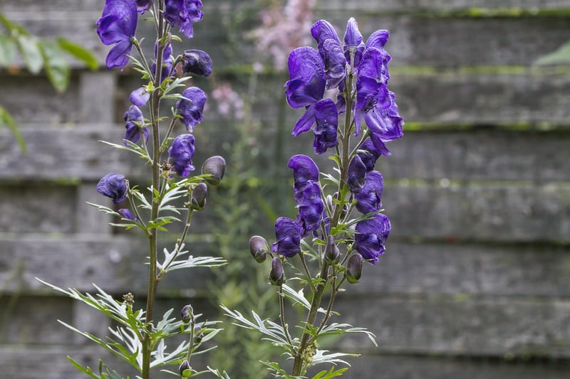 Wolfsbane Plant